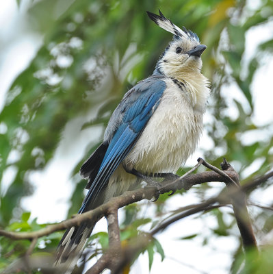 WHITE-THROATED MAGPIE-JAY