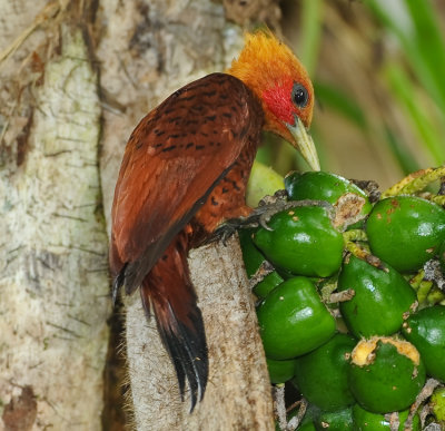 CHESTNUT-COLORED WOODPECKER