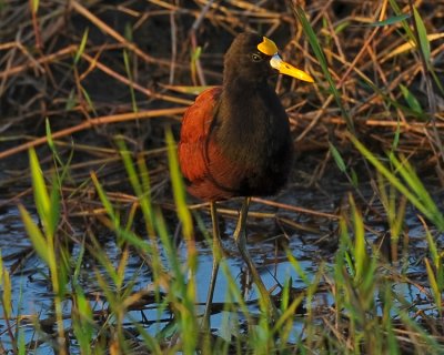 NORTHERN JACANA