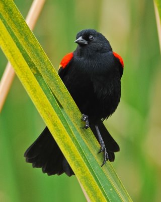 RED-WINGED BLACKBIRD