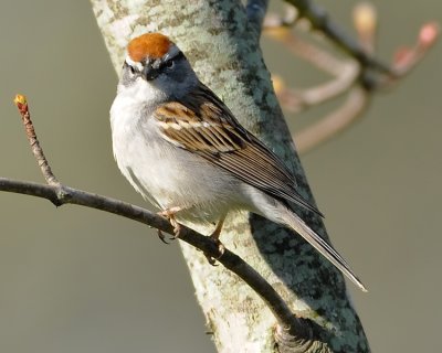 CHIPPING SPARROW