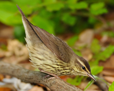 NORTHERN WATERTHRUSH