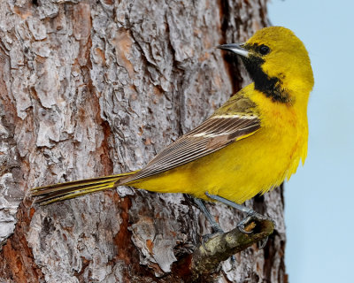 ORCHARD ORIOLE