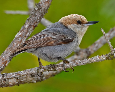 BROWN-HEADED NUTHATCH