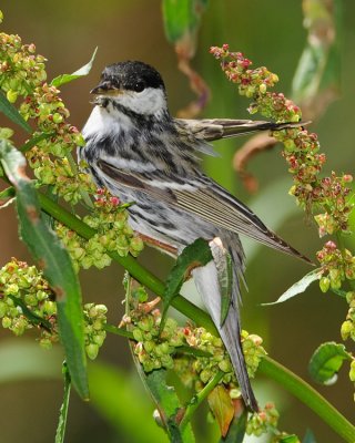 BLACKPOLL WARBLER