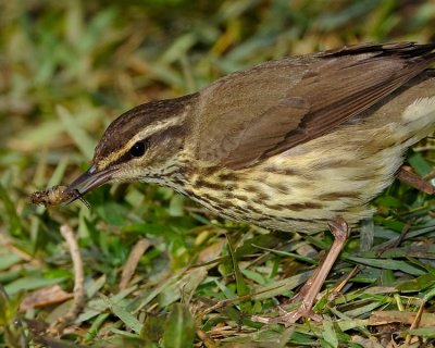 NORTHERN WATERTHRUSH