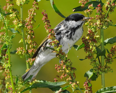 BLACKPOLL WARBLER