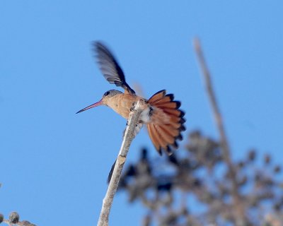 CINNAMON HUMMINGBIRD