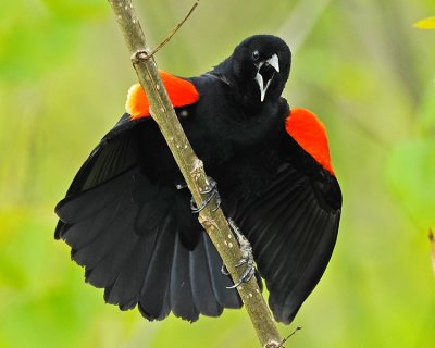 RED-WINGED BLACKBIRD