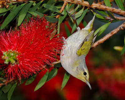 TENNESSEE WARBLER