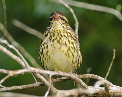 NORTHERN WATERTHRUSH