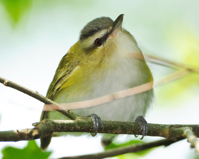 RED-EYED VIREO