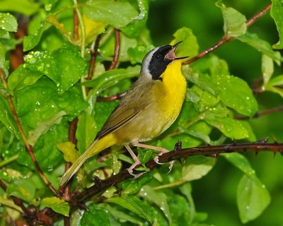 COMMON YELLOWTHROAT