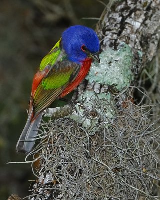 PAINTED BUNTING