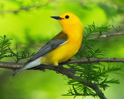 PROTHONOTARY WARBLER