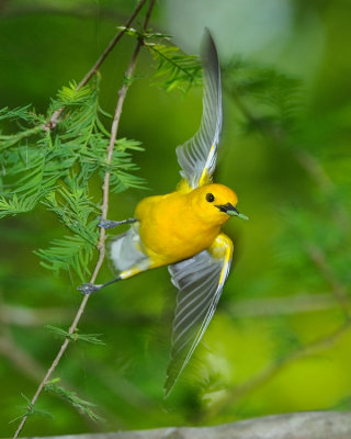 PROTHONOTARY WARBLER