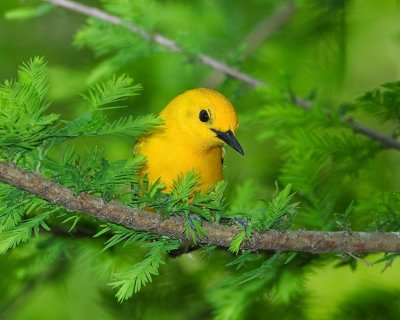 PROTHONOTARY WARBLER