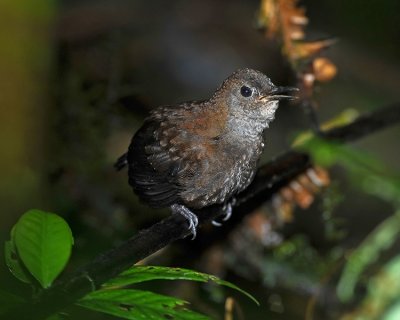 NIGHTINGALE WREN