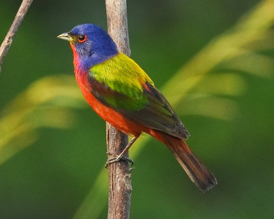 PAINTED BUNTING