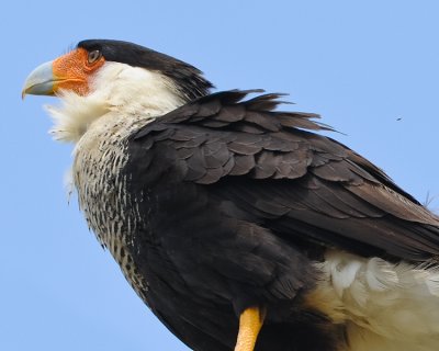 CRESTED CARACARA