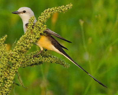 SCISSOR-TAILED FLYCATCHER