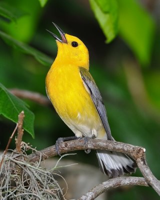 PROTHONOTARY WARBLER