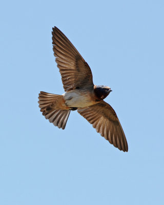 CLIFF SWALLOW