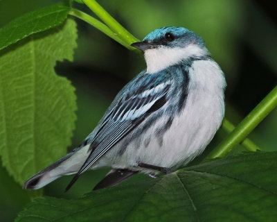 CERULEAN WARBLER