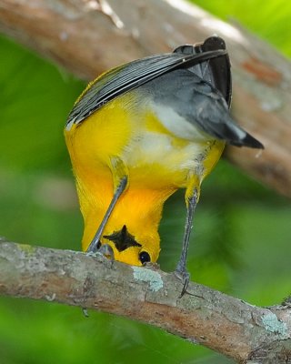 PROTHONOTARY WARBLER