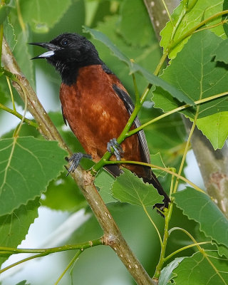 ORCHARD ORIOLE