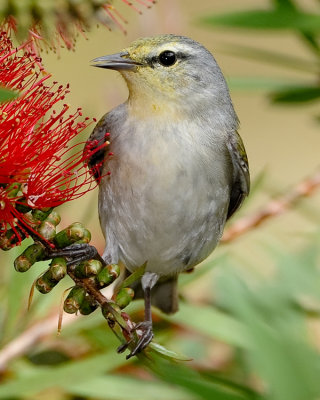 TENNESSEE WARBLER