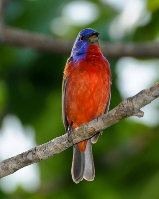 PAINTED BUNTING