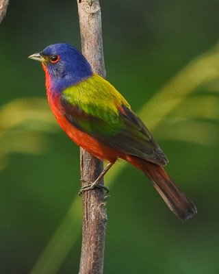 PAINTED BUNTING