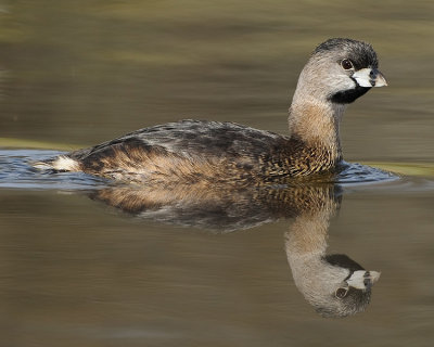 PIED-BILLED GREBE