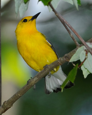 PROTHONOTARY WARBLER