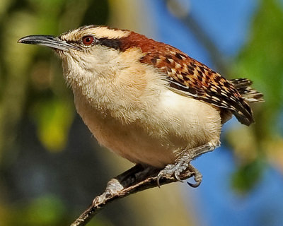 RUFOUS-NAPED WREN
