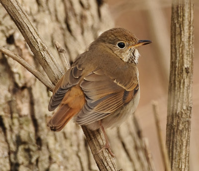 HERMIT THRUSH