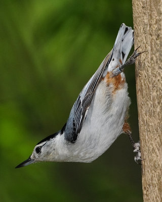 WHITE-BREASTED NUTHATCH