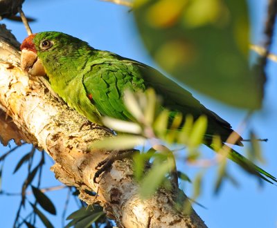 CRIMSON-FRONTED PARROT