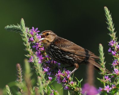 RED-WINGED BLACKBIRD