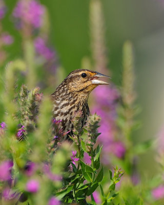 RED-WINGED BLACKBIRD