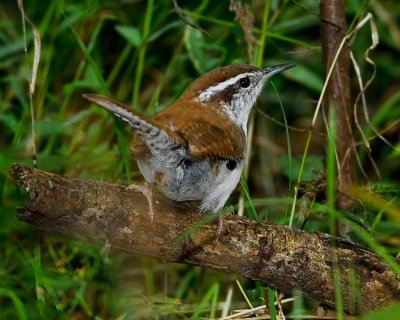 BEWICK'S WREN