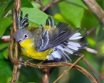 MAGNOLIA WARBLER