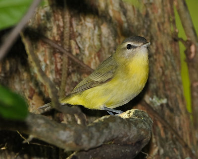 PHILADELPHIA VIREO