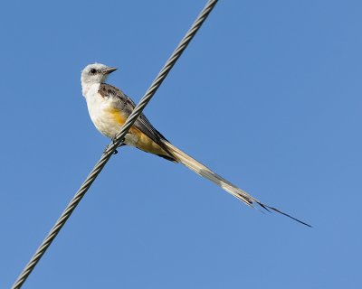 SCISSOR-TAILED FLYCATCHER