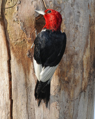 RED-HEADED WOODPECKER