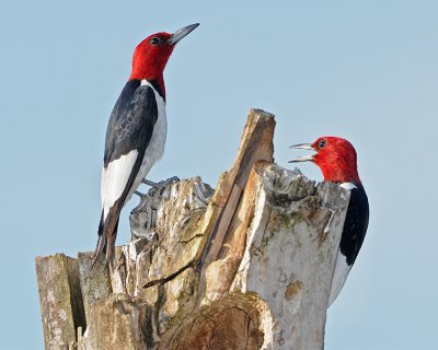 RED-HEADED WOODPECKER