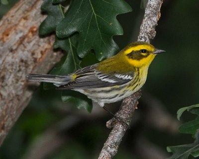 TOWNSEND'S WARBLER