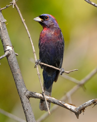 VARIED BUNTING