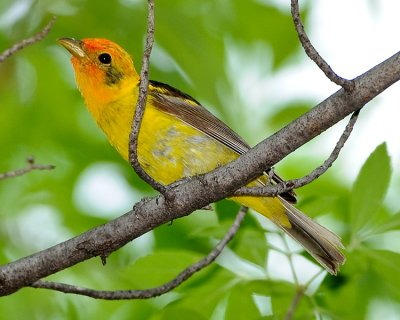 WESTERN TANAGER